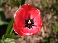 Red Spider Tulip