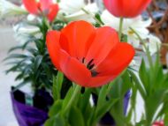 Red Tulipa