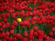 Red Tulips