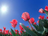 Red Tulips, Cincinnati, Ohio