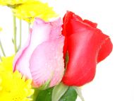 Red Yellow Pink Roses