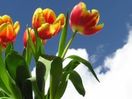 Red Yellow Tulips