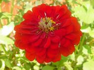 Red Zinnia