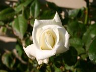 Rose Bud