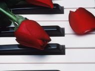 Rose Bud on a Piano