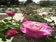 Rose Garden