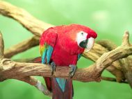 Scarlet Macaw