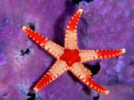 Sea Star Palau, Micronesia