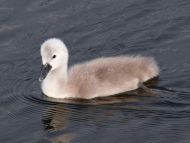 Single Baby Swan Side