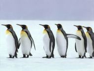 Six Penguins