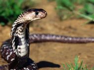 Slithery Presence, Indian Cobra