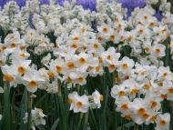 Small White Flowers