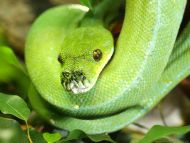 Smooth Green Snake