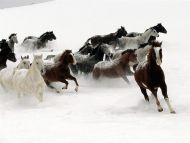 Snow Horses