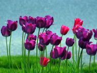Some Violet Tulips