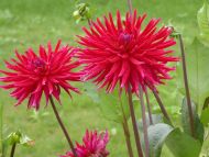 Spikey Chrysanthemum