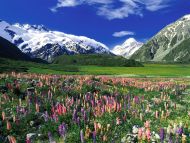 Spring Meadow, Mount Cook, New Zealand