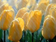 Spring Shower, Tulips