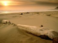 Sunset over Driftwood, Nehalem Bay State Park, Oregon