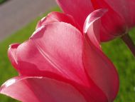 Superb Pink Tulips Closup