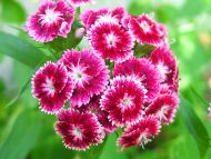 Sweet William