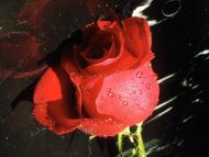 Symbolic Red Rose