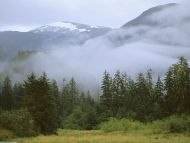 Temperate Rain Forest, British Columbia, Canada