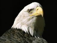 The Nations Lookout, Bald Eagle, Alaska