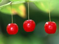 Three Cherries