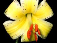 Tiger Lily Yellow