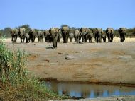 To the Watering Hole, Elephants, Africa