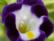 Torenia