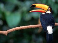 Toucan in Tree