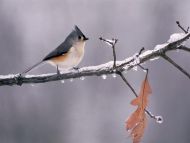 Tufted Titmouse on Icy Branch, Michigan