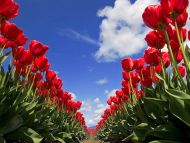 Tulip Festival