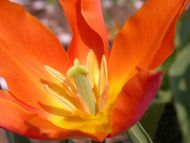 Tulip Orange