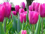 Tulips Magenta