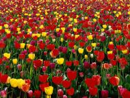 Tulips of Skagit Valley, Washington