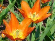 Tulips Orange