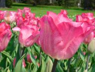 Tulips Pink Multicolour