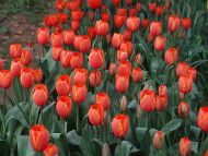 Tulips Red