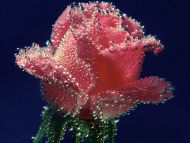 Underwater Rose