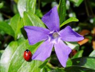 Vinca Minor Ladybug