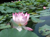 Water Lily