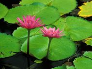 Water Lily, Helani Gardens, Maui