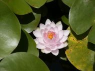 Waterlily