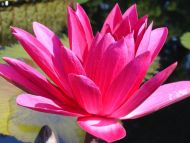 Waterlily Dark Pink