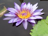 Waterlily Purple