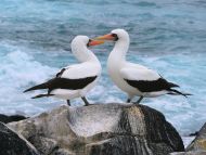 Waved Albatross, Galapagos