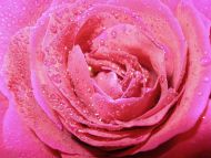 Wet N Pink Rose